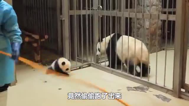 cute panda