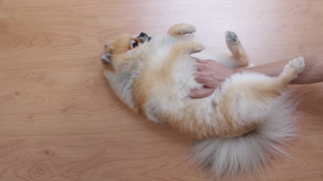 dog rolling on the ground