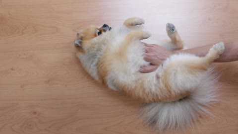 dog rolling on the ground
