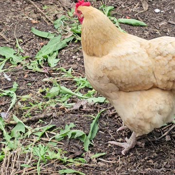 OMC! Poor little hen upset that her favorite nesting box is taken! #chickens #hen #upset #shorts