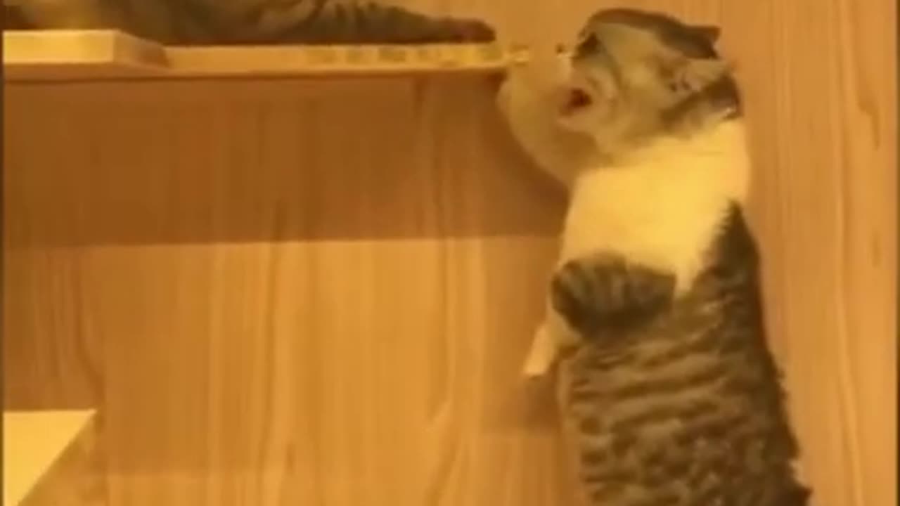 Funny Cats Talking WHYYYYYYYYY #1