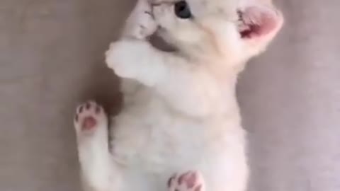 Cute cat videos