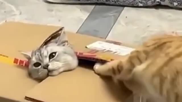 Funny cats compilation