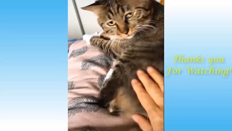 best animal video