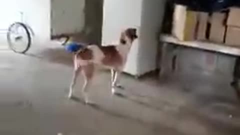 I sell trained dog