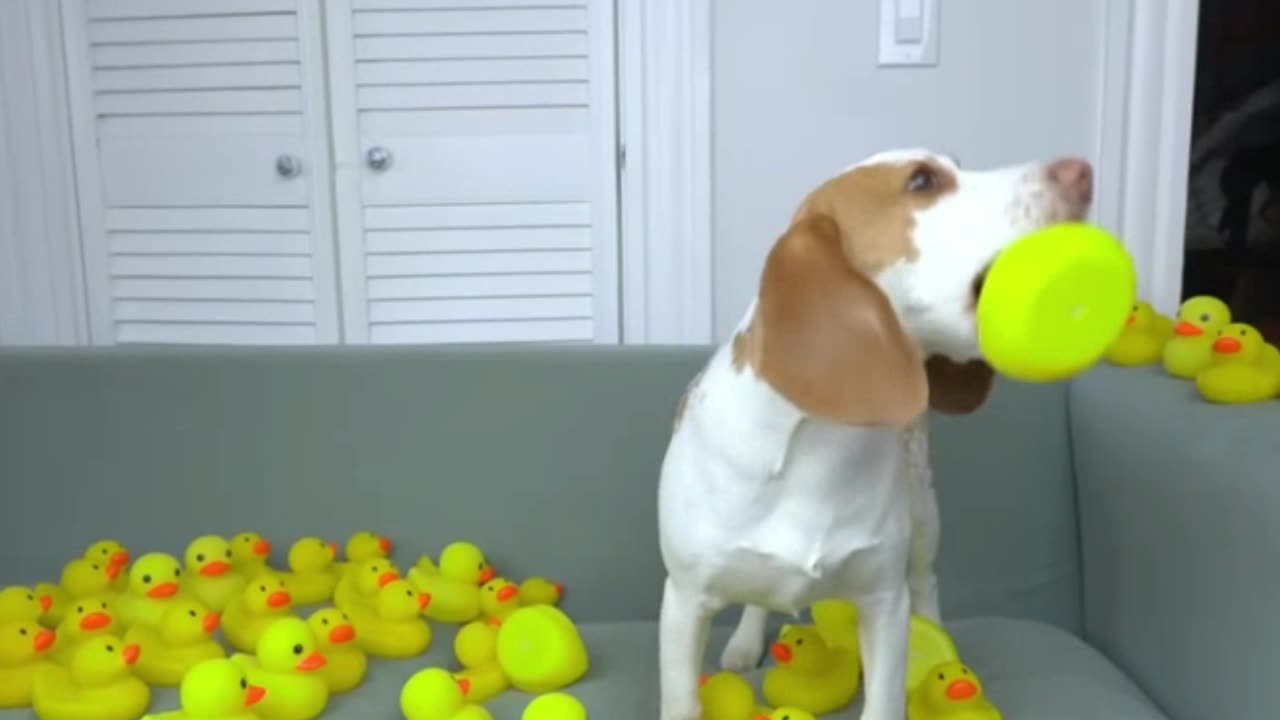 Puppy vs Giant Rubber Ducky Prank: Cute Puppy Dog Indie