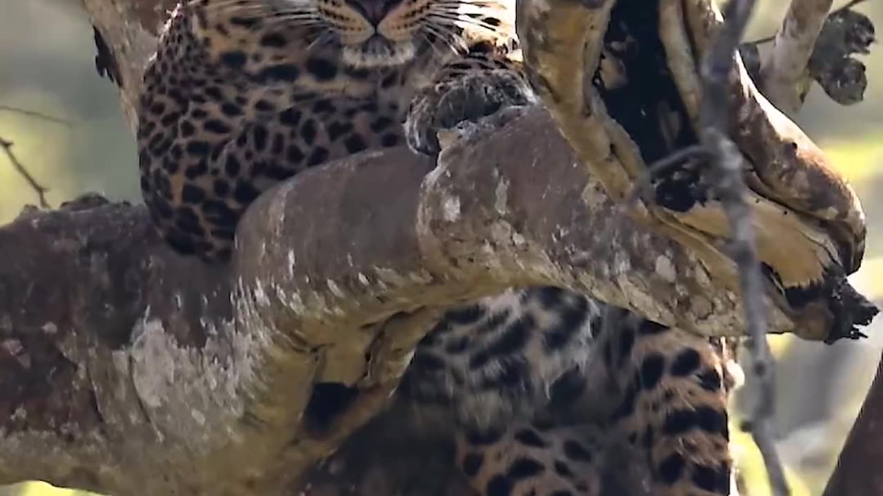 Animals are watching