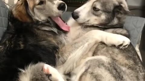 Pet dog