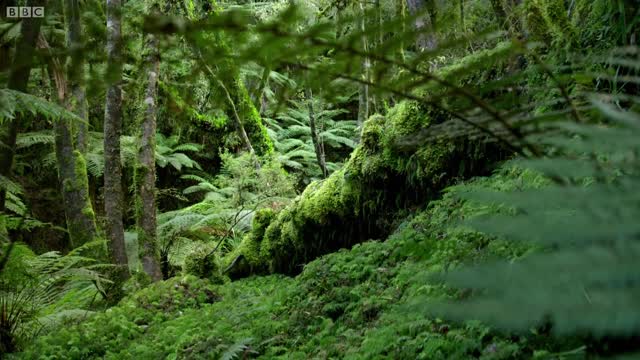 Hatching of Ancient Tuatara Reptiles | Wild New Zealand | BBC Earth