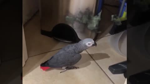 Destructive" parrot" sets out to totally destroy trashcan