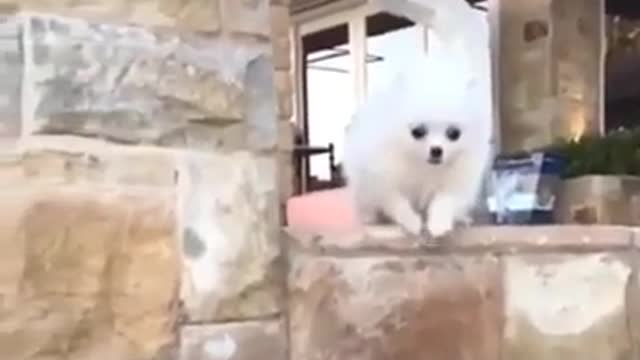 Poor but very cute sog fell of on slow motion