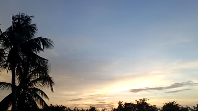 Village natural beautiful view coconut tree 🌴🌴🌴