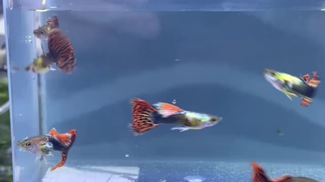 Beautiful Red Mosaic Dragon Guppies