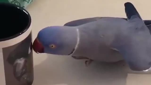 Baby Animals 🐣 Funny Parrots and Cute Birds Compilation