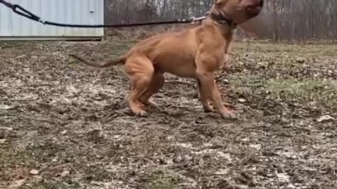 dog pitbull