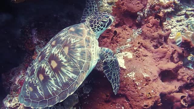 Turtle in the deep sea