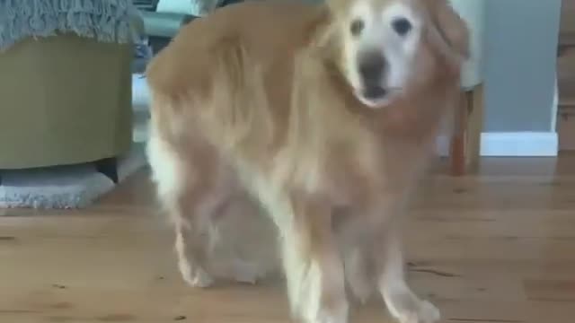 Watch my dog dance😂