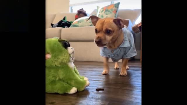 cute and funny pets try not to laugh