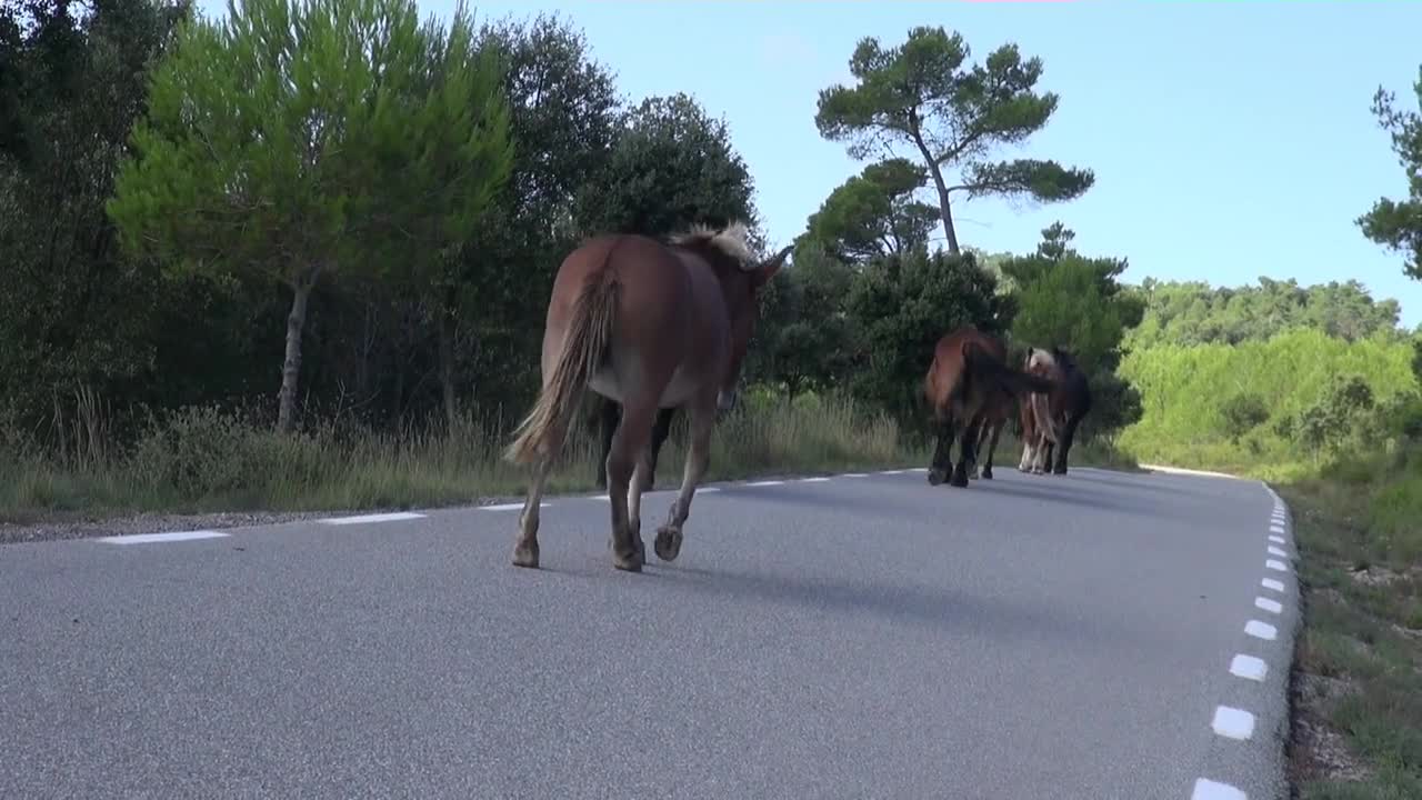 Horses
