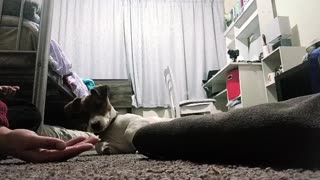 Pup Wiggles as He Waits