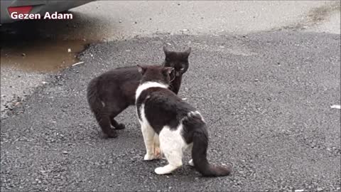 Street Cats meowing and talking very loudly | Cute cats videos