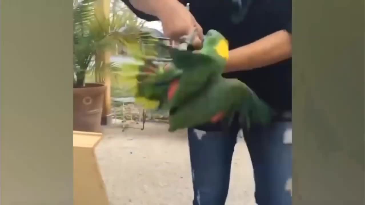 Bird Attack Man