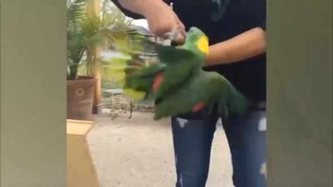 Bird Attack Man