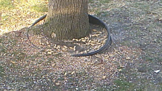 Birds at the Bird feeder after I filled it