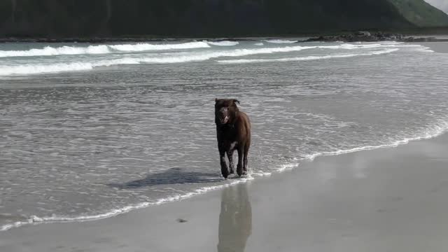 Labrador Dog Retriever Australia