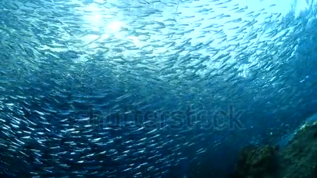 silversides hiding behind secret rocks under sun