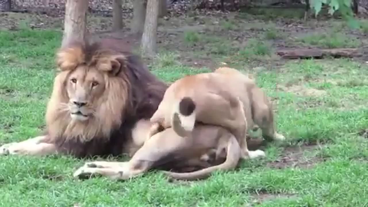 Lioness performs the mating ritual, but her mate is not interested.