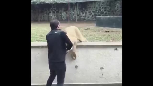 Lion attacks his trainer!!