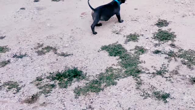 Bully puppy running