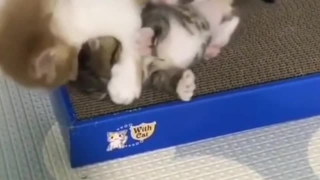 Couple of Kittens Fighting