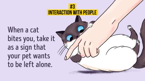 Tips on how to better understand your cat