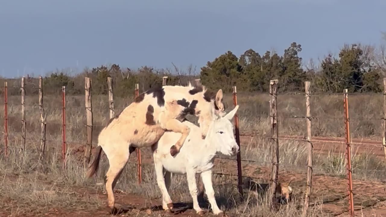 Determined Donkey Attempts Mobile Mount