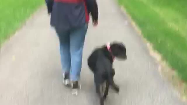 Heel! good 🐕