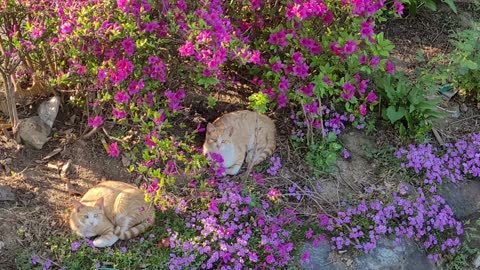 Two cats in a flower garden