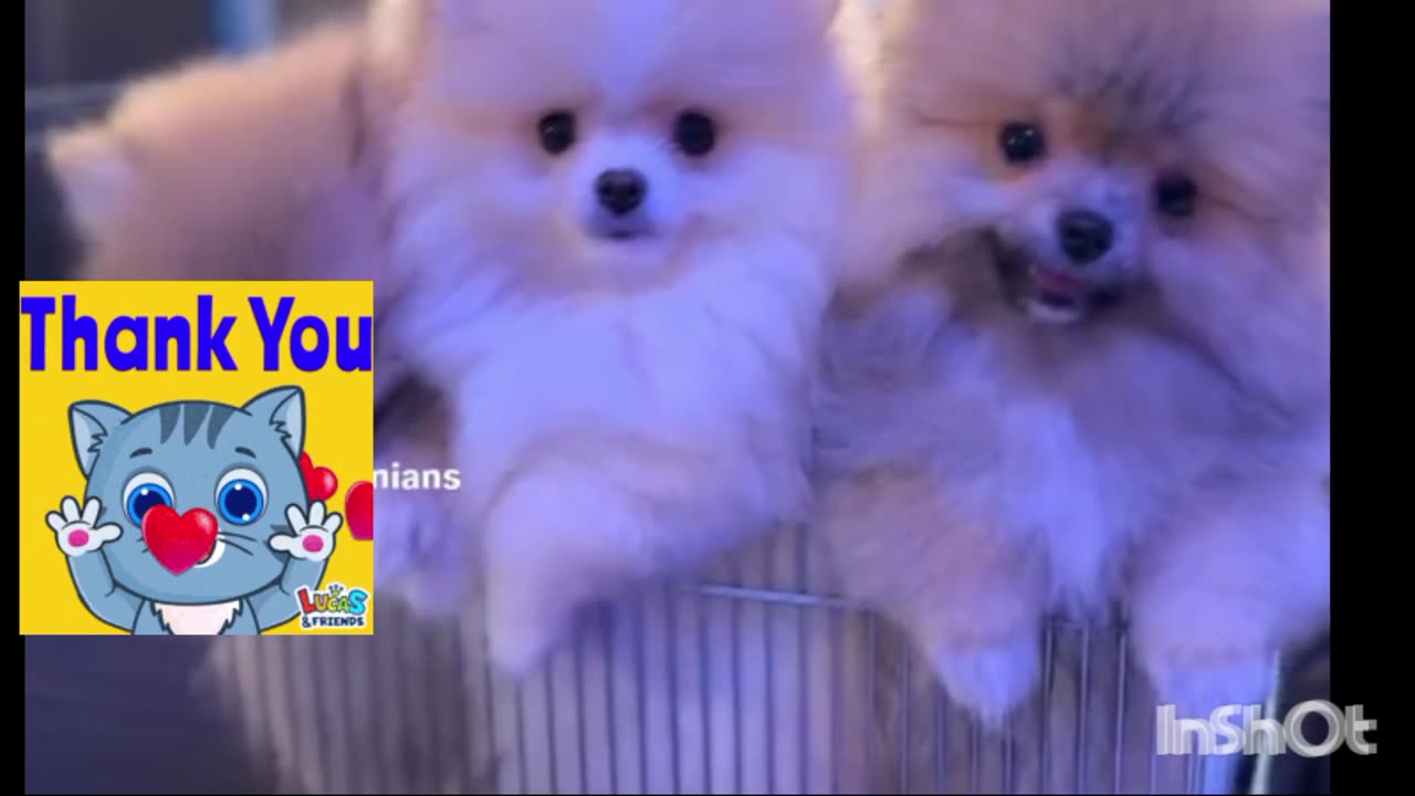 Cute puppies