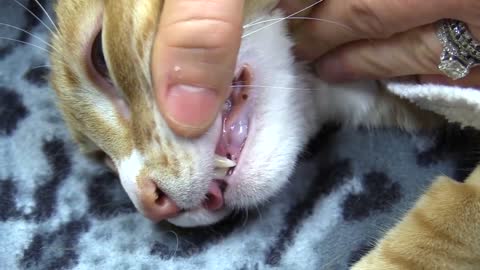 Sounds Cats Make and What They Mean, so sweet!!#trending #rumble #shorts #fyp