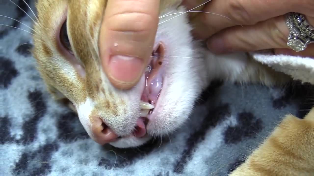 Sounds Cats Make and What They Mean, so sweet!!#trending #rumble #shorts #fyp