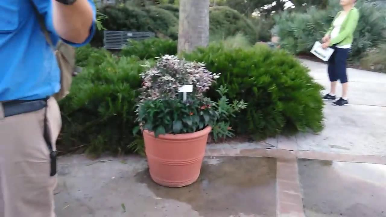 Foraging edible wild native plants