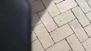 Dogs of Wellington Part Three