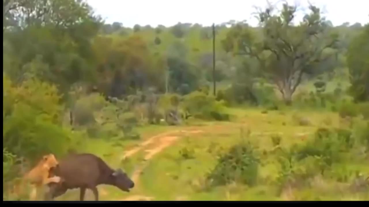 Lion Attack, attack,animal attack,Lion Attacks man,wild animal attack,Lion Attacks Human.