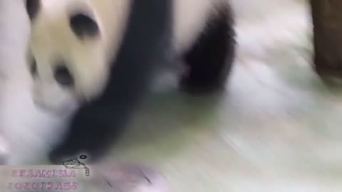 Pandas cariñosos