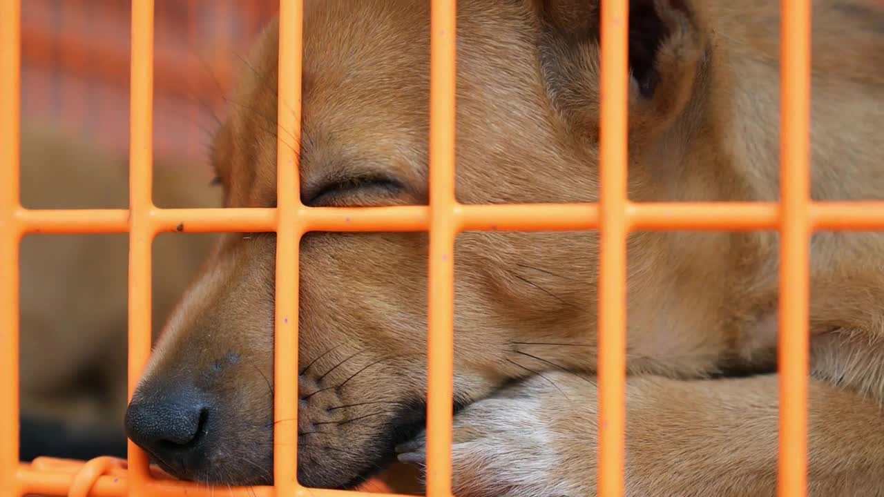 Sad Homeless Dog in Cage in Shelter