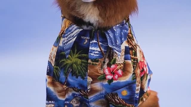 A Fashionable Dog