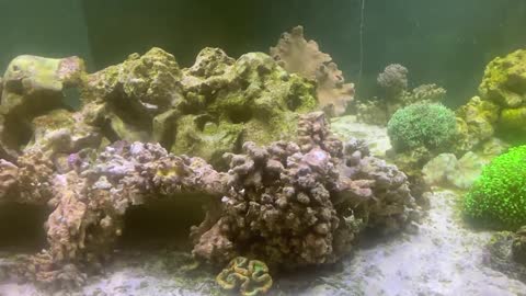 Sea water aquarium, coral and fish (2)