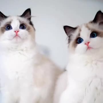 Kittecat Video and Cute Cat Video