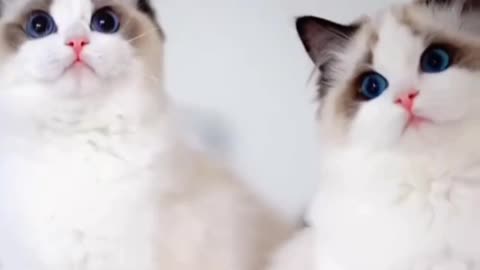 Kittecat Video and Cute Cat Video